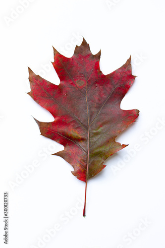 Red and green autumn leaf of oak tree on the white background