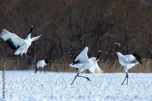 Dancing red crowned cranes (grus japonensis) with open wings on snowy meadow, mating dance ritual, winter, Hokkaido, Japan, japanese crane, beautiful white and black birds, elegant, wildlife