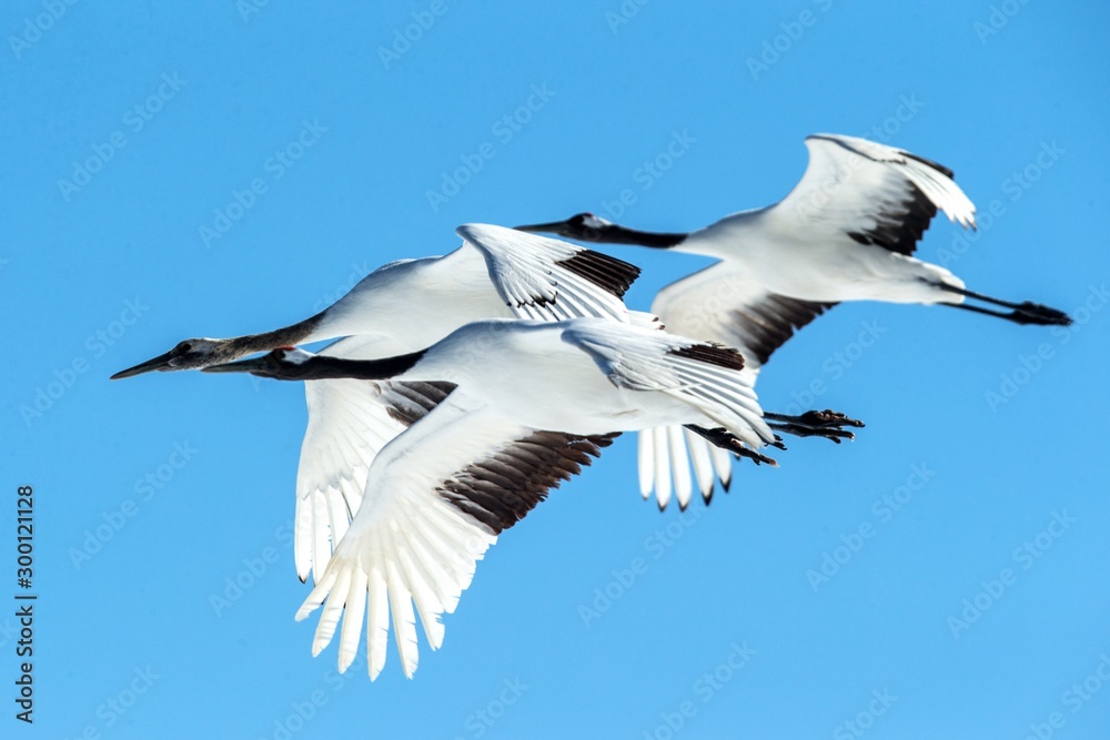 Red crowned cranes (grus japonensis) in flight with outstretched wings against blue sky, winter, Hokkaido, Japan, japanese crane, beautiful mystic national white and black birds, elegant animal Red crowned cranes (grus japonensis) in flight with outstretched wings against blue sky, winter, Hokkaido, Japan, japanese crane, beautiful mystic national white and black birds, elegant animal