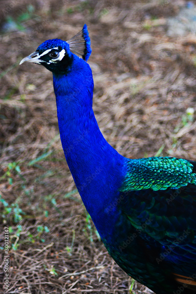 Fototapeta premium peacock with feathers out