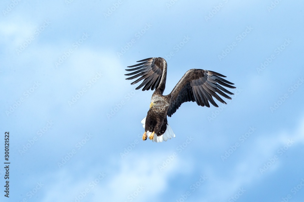 White-tailed eagle in flight, eagle flying against blue sky with clouds in Hokkaido, Japan, silhouette of eagle at sunrise, majestic sea eagle, wallpaper, bird isolated silhouette, birding in Asia White-tailed eagle in flight, eagle flying against blue sky with clouds in Hokkaido, Japan, silhouette of eagle at sunrise, majestic sea eagle, wallpaper, bird isolated silhouette, birding in Asia