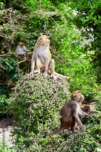 monkeys in the wild on monkey island. Vietnam. Nha Trang. Hon lao island