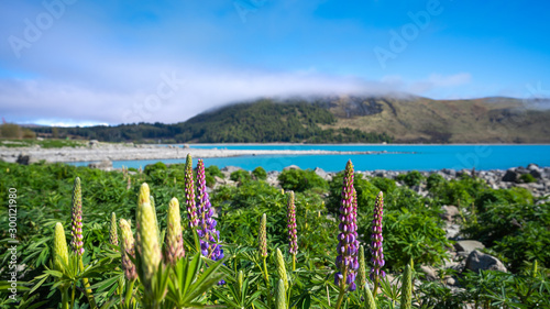Lupins At Lake Tekapo  New Zealand