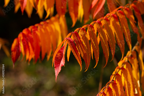 Colorful autumn leaves of rhus (squawbush, sumach) on sunny day photo