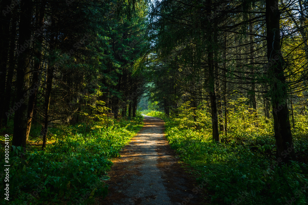 Fototapeta premium Pathway through beautiful summer forest with different trees