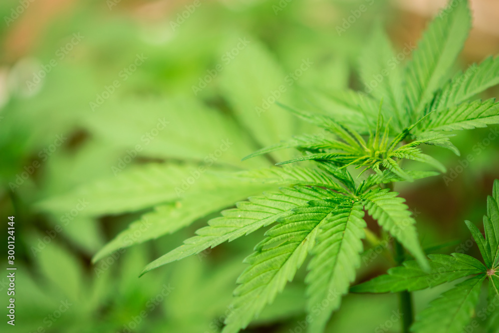 cannabis marijuana plants cannabis marijuana plants