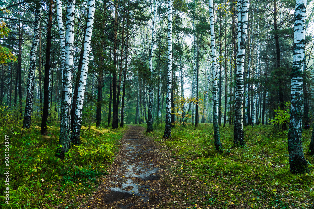 Pathway through beautiful summer forest with different trees