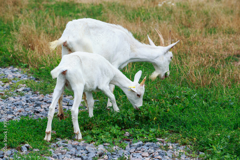 Goats on the farm Goats on the farm