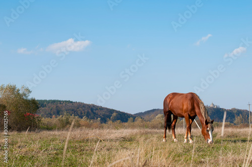 a red horse grazes on a large field on a sunny day