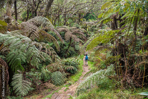 Forest on Reunion Island