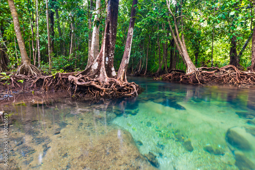 Mangrove rich forest
