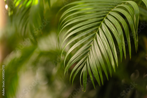 Tropical palm leaves, blurred background. Sunlight on palm leaves at summer.