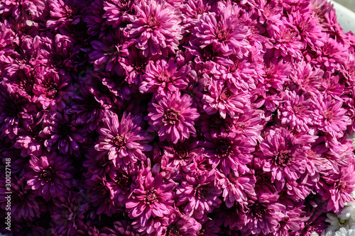 Group of Chrysanthemum x morifolium dark pink flowers in a sunny autumn day, view from above