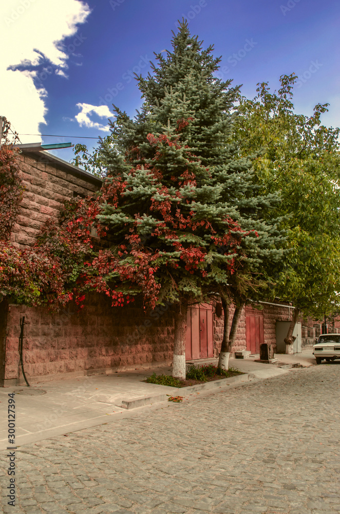 The cobblestone old road and the silver spruce growing on the sidewalk are covered with the bright autumn red leaves of wild grapes