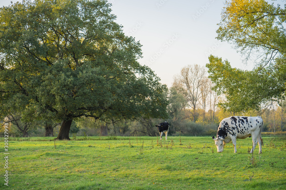 Fototapeta premium Cattle graze on the meadows in the evenings.