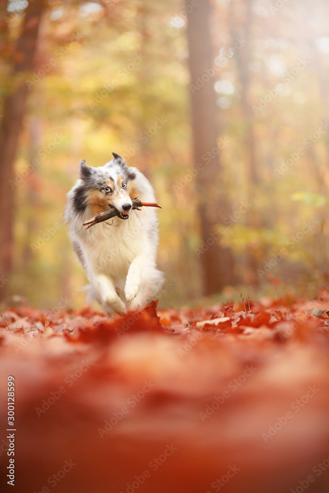 Sheltie apportiert Stöckchen Sheltie apportiert Stöckchen