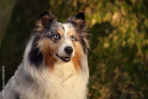 Sheltie vor Baum © AnnChristin