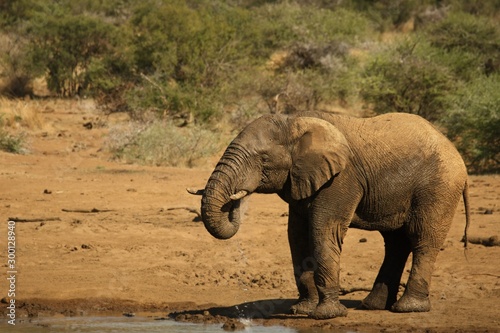 African bush elephant  Loxodonta africana  drinking water form the lake in evening sun. Green background. 