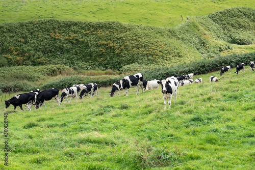 北海道の広大な牧場で放牧される牛 / 北海道 豊富町 © tkyszk