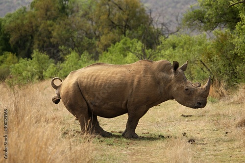 A white rhinoceros  rhino   Ceratotherium simum   staying in grassland with green trees in background in Kalahari desert.