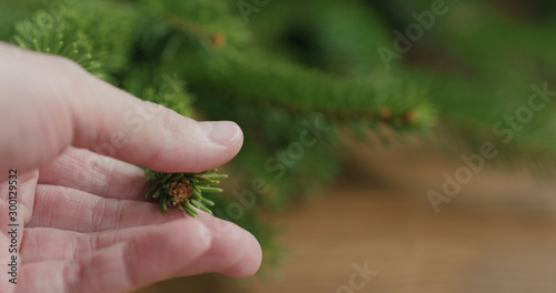 young man hand touching spruce twigs