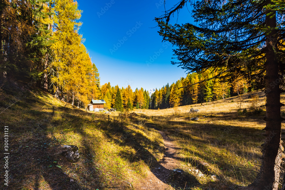 Autumn magic. The golden larches frame the magical colors of the woods in the Dolomites. Cortina d'Ampezzo. Italy