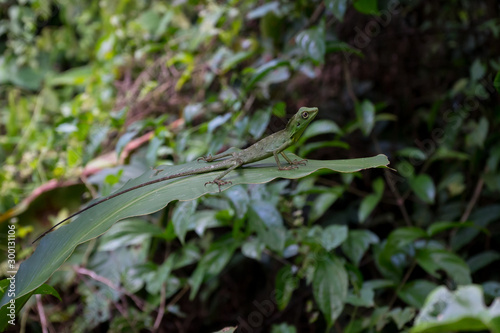 Borneo-Langschwanzagame | green crested lizard (Bronchocela cristatella). Gesehen im Gunung Mulu Nationalpark, Borneo photo