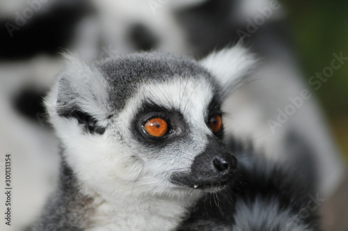 ring tailed lemur © Andrew Darkes