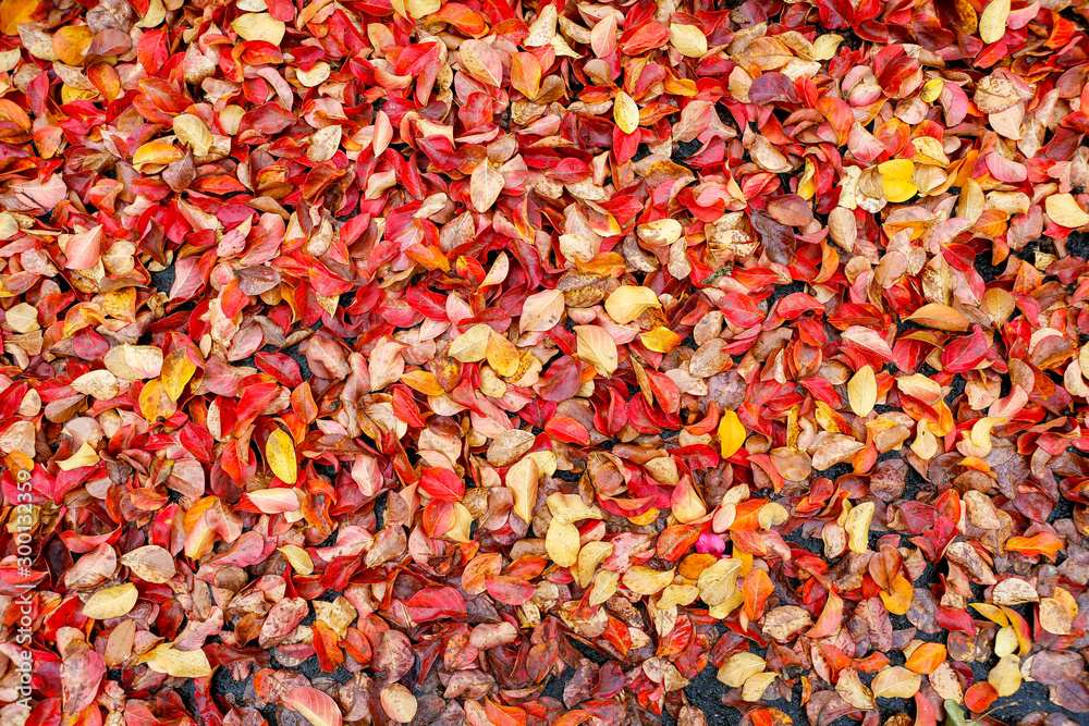 Autumn leaves background Autumn leaves background