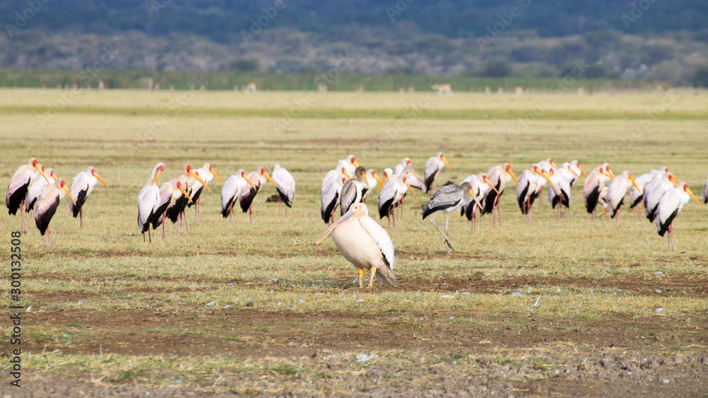 Great white pelican with flock of Yellow billed stork, Lake Manyara, Tanzania