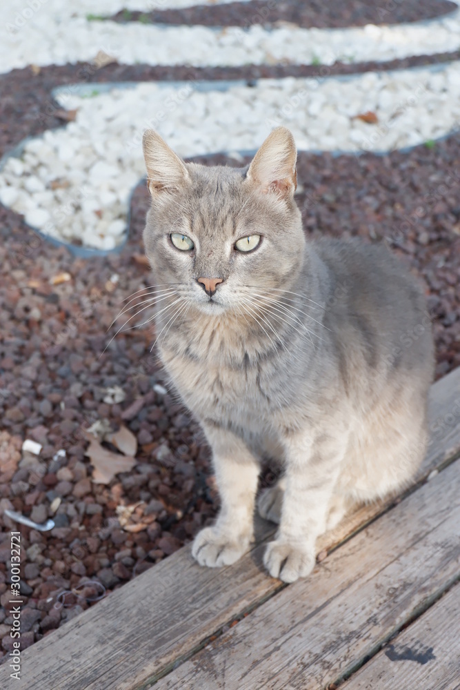 A large, gray-haired Persian cat, beautiful by the lake A large, gray-haired Persian cat, beautiful by the lake