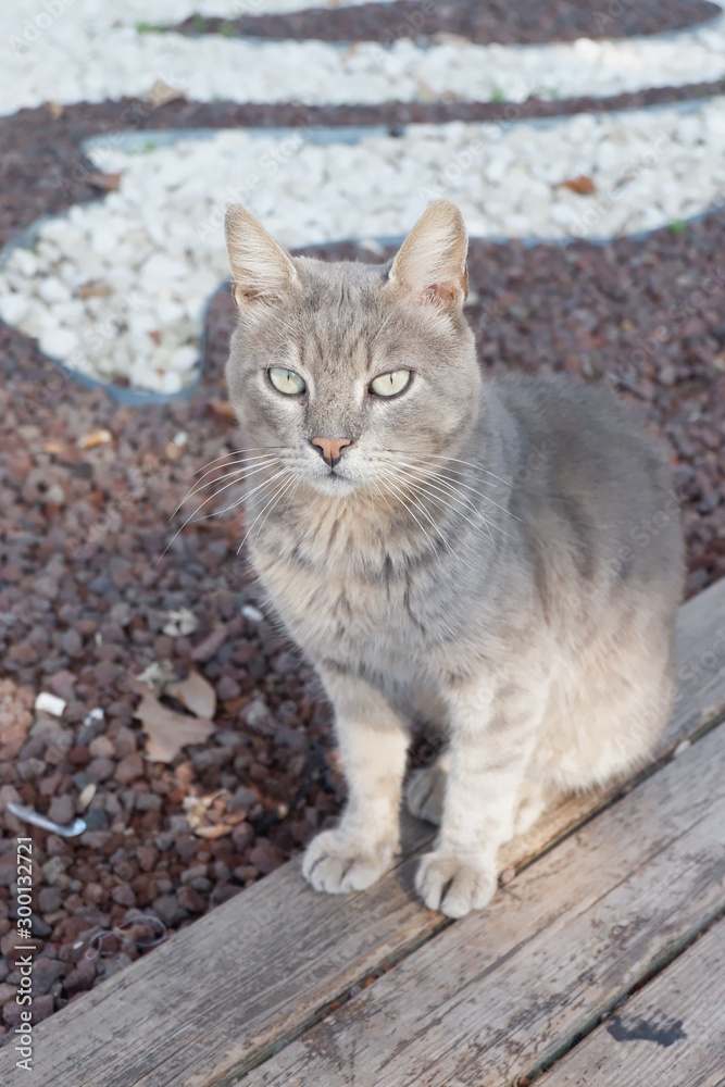 A large, gray-haired Persian cat, beautiful by the lake