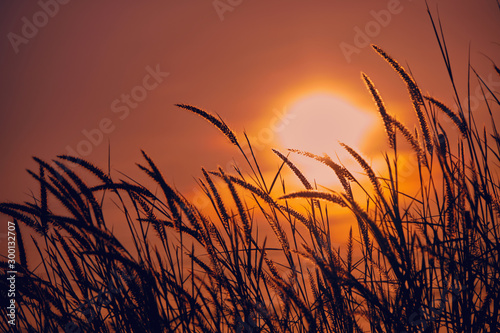 Peaceful nature morning scenery mist autumn background. Summer twilight countryside morning spring