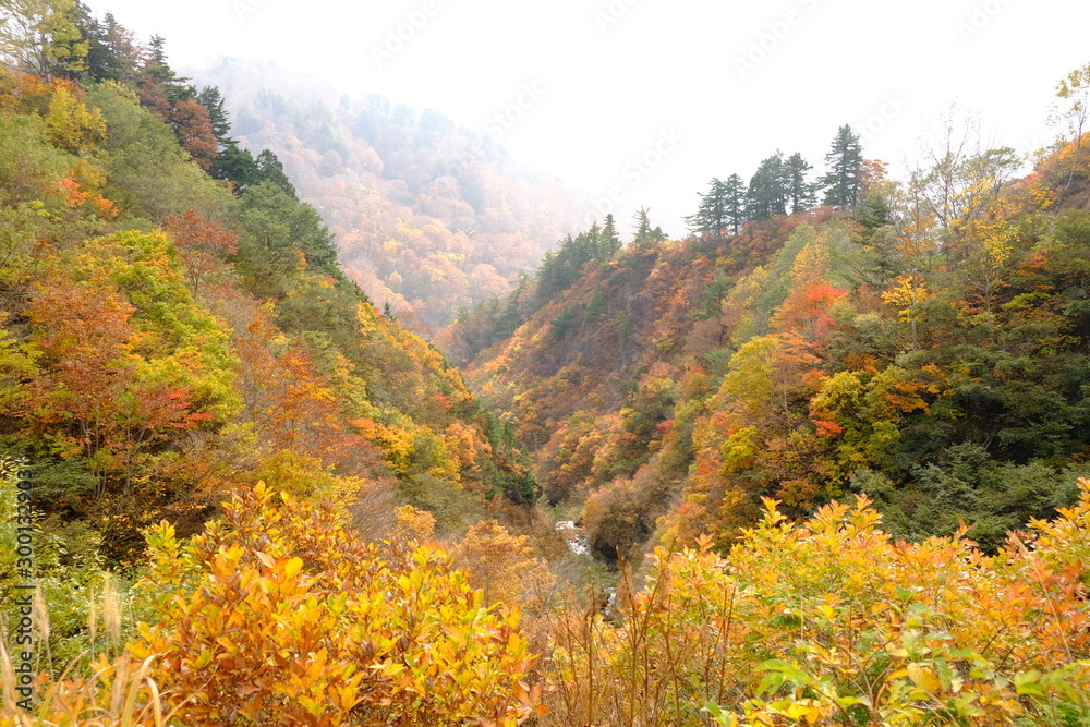 Obraz premium 紅葉
