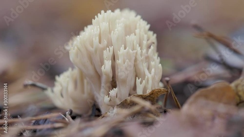 Coral Fungi Ramaria stricta on Woodland Floor photo