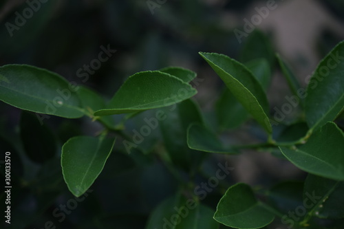 lemon tree leaves with dark and blurred background