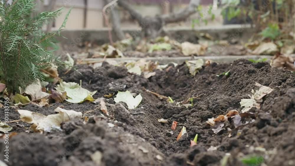Woman in garden gloves planting seeds in her personal organic farm. Seeds are planted, close-up. Agriculture concept. Woman in garden gloves planting seeds in her personal organic farm. Seeds are planted, close-up. Agriculture concept.