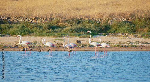 Greater flamingo ( Phoenicopterus roseus )