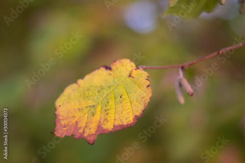 Yellow leaf on a green background. Autumn leaves
