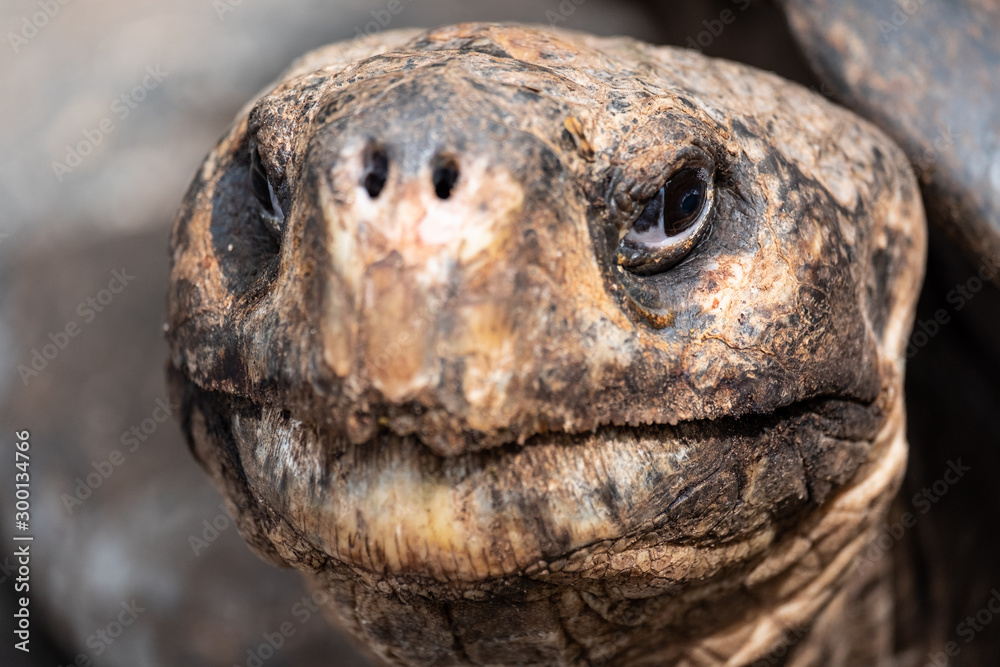 Galapagos Turtoise Face closeup Galapagos Turtoise Face closeup