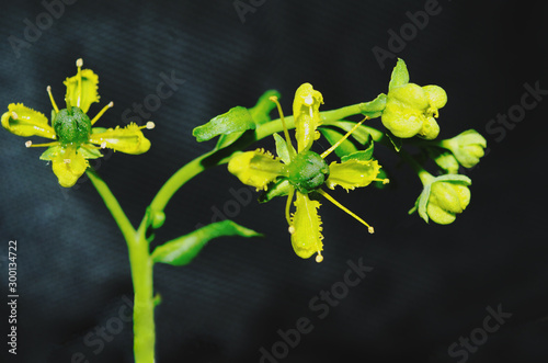 Ruta graveolens, commonly known as rue, common rue or herb-of-grace photo