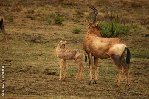 Red hartebeest  Alcelaphus buselaphus caama or Alcelaphus caama with a small baby walking in dry Kalahari sand in Kalahari desert  dry grass in background.