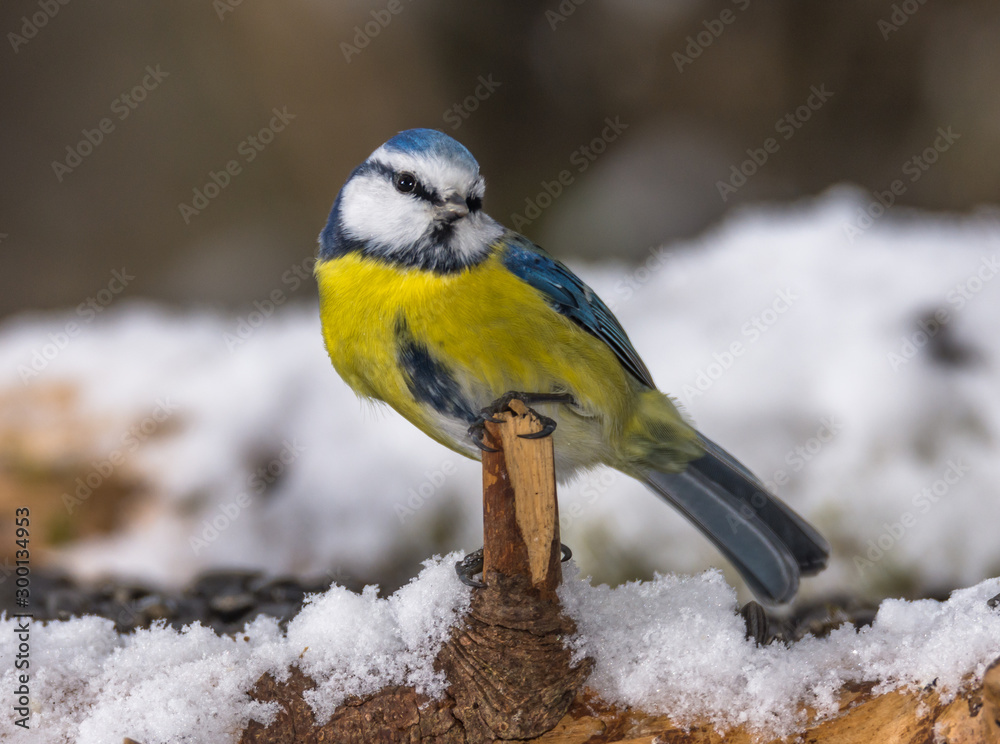 Naklejka premium Blue Tit