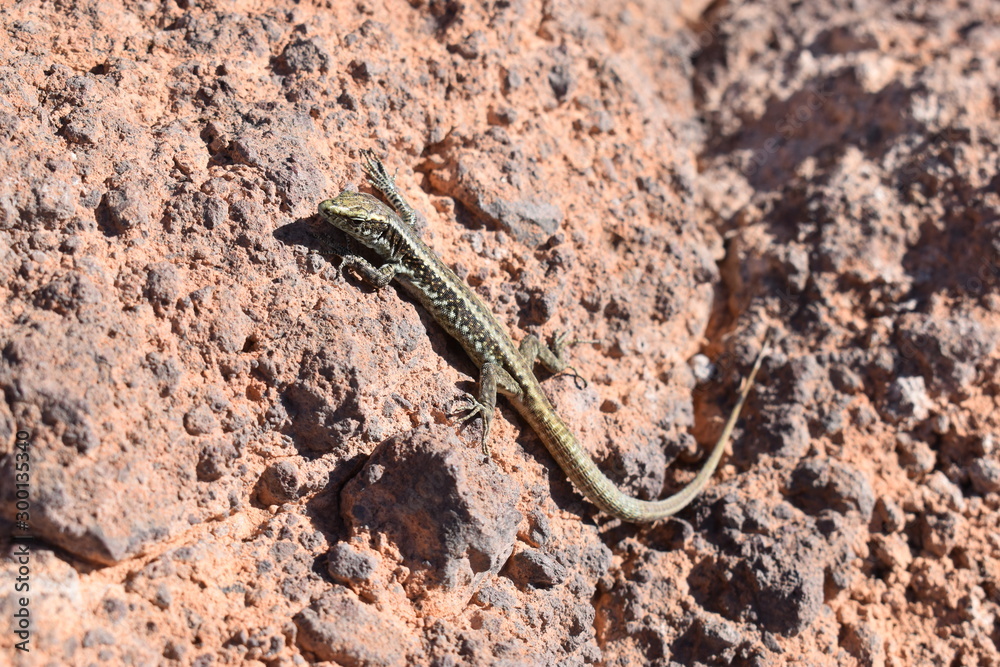 small lizards on a stone - can bes used as a background small lizards on a stone - can bes used as a background