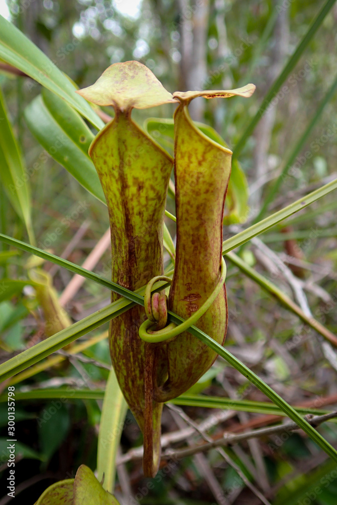 Nepenthes gracilis, Pitcher Plants / Kannenpflanzengewächse, Bako