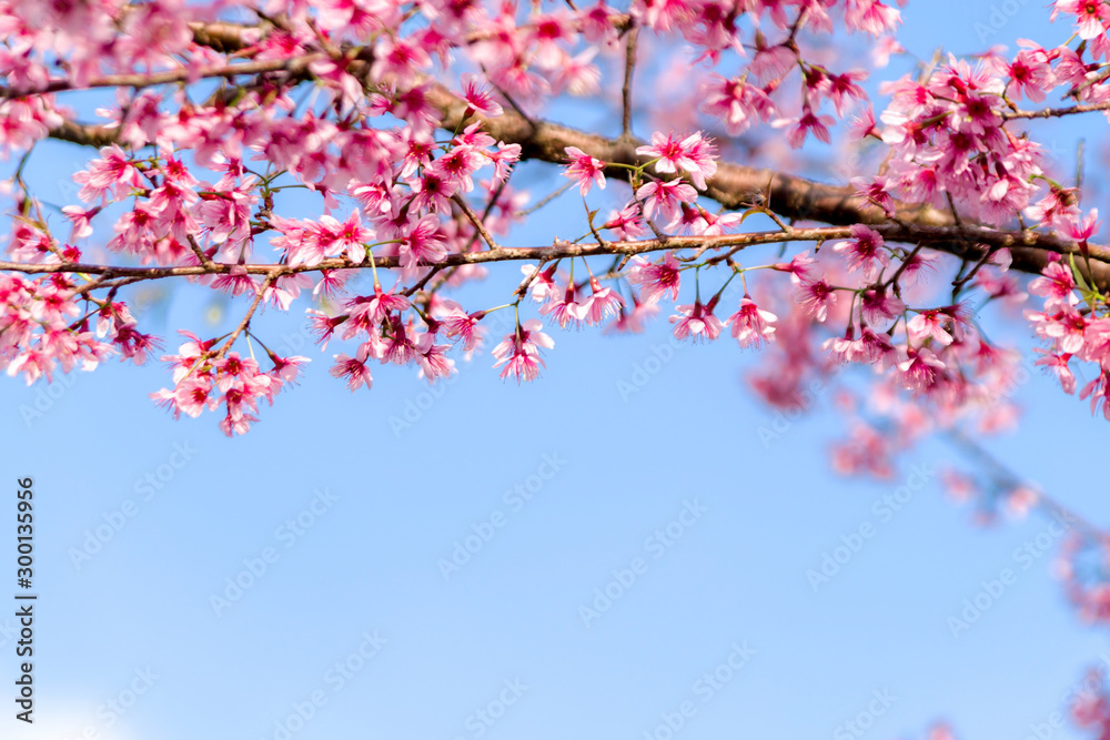 Beautiful Wild Himalayan Cherry(Prunus cerasoides) on blue sky background