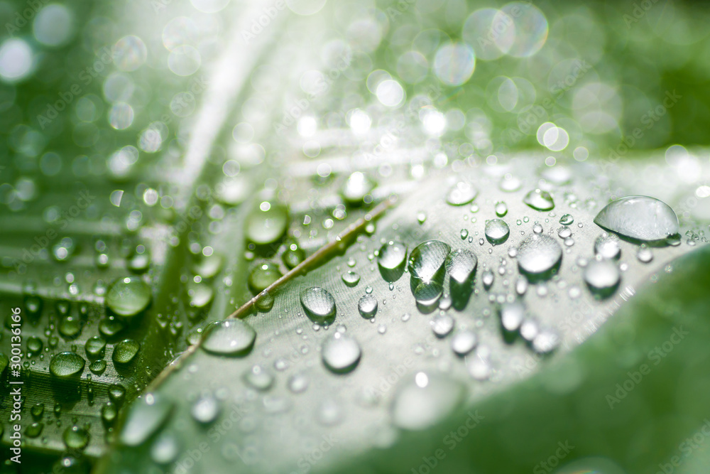 close-up image of dew on green leaf