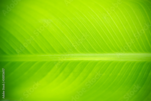 Nature of green leaf in garden at summer. Natural green leaves plants using as spring background cover page greenery environment ecology wallpaper