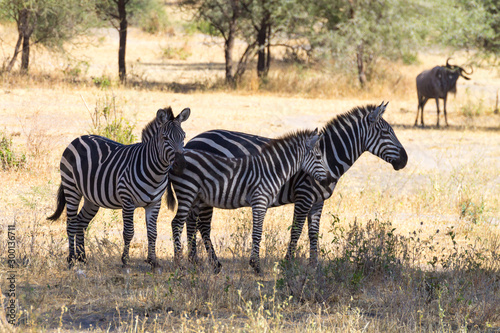 Zebras close up  Tarangire National Park  Tanzania