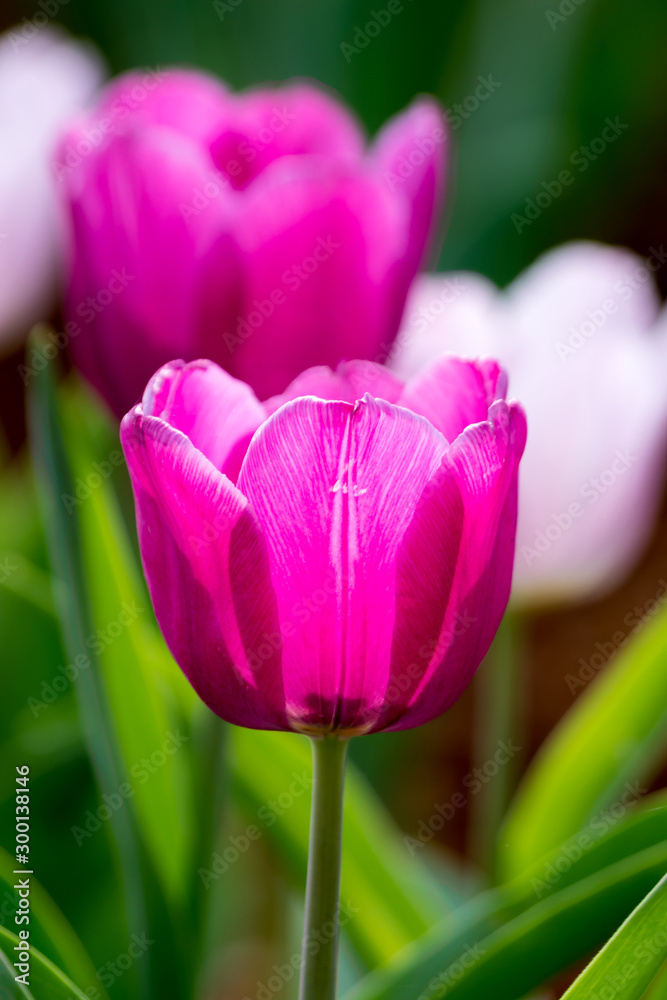close-up of pink Tulips In the garden close-up of pink Tulips In the garden